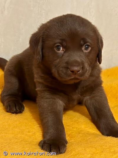 myydään Labradorinnoutaja www.koiratori.com-ilmoitus Puhdasrotuiset, suklaanruskeat labradorinnoutaja pennut For Lucky Life kennelistä etsivät uutta ja rakastavaa kotia. Pentueesta jäljellä yksi uros ja yksi narttu. Pentujen molemmat iso-vanhemmat ovat kansainvälisiä näyttelyvoittajia.Pennut ovat syntyneet 27.01.2026. Pennut ovat varttuneet rakastavien ihmisten ympäröimänä, ovat täysin terveitä, aktiivisia ja valmiita lähtemään kotiin 20.03.2026 alkaen, missä niistä tulee omistajiensa luotettavia ystäviä ja ylpeydenaihe. Pennut on rokotettu, sirutettu ja madotettu useampaan kertaan. Eläinlääkärin tarkastus tehtynä ja EU-eläinpassi saatavilla.Isä - Falko For Lucky Life, sukutaulu (lkba-2501245), mikrosiru 993011200069802. Emä - Abigel Triumph Baltic, sukutaulu (lkba-063608/24), mikrosiru 944000000017439.Vanhemmat ovat täysin terveitä, aktiivisia koiria, joilla on vakaa luonne. Eläneet perheessä pienen lapsen ja muiden eläinten kanssa samoin kuin pennut. Myynnistä tehdään kirjallinen sopimus kasvattajan ja ostajan välillä. Luovutus mahdollinen tällä hetkellä vain Tallinnasta. Lisää kuvia, videokuvaa, dokumentit sekä lääkärintodistukset saatavissa vanhemmista ja pennuista eri pyynnöstä.