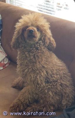 myydään kääpiövillakoira www.koiratori.com-ilmoitus Tarjotaan astutukseen hyvin hyppävä uros pentuet ollut 4/5 kpl pentueita keskikokoinen aprikoosi villakoira. Terve, kiltti, rodunomainen. Hyvä hermorakenne.  erittäin avoin, oppivainen ja energinen uros, joka tulee toimeen kaikkien kanssa. Arjessa rauhallinen ja helppo matkakumppani.kertamaksu: vaihtoehtoisesti tai 300€ hyppy tai voidaan sopia könttäsumma (esim. Yhden pennun hinta), rokotukset yms kunnossa 