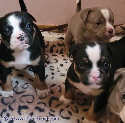 myydään vanhaenglanninbulldoggi www.koiratori.com-ilmoitus Vanhaenglanninbulldoggi, eli olde urospennut varattavissa omiin huolehtiviin perheisiinsä. Olde on terverakenteisempi vaihtoehto englanninbulldogille. Pennut luovutetaan sirutettuina, eläinlääkärintarkastamina ja useaan kertaan madotettuina. Rekisteröidään ekc. Kerron mielelläni pennuista, vanhemmista ja rodusta lisää. Kerrothan myös minkälainen koti olisi tarjolla. Lilac tri värisen pojan hinta 2000e. Black tri väriset 1800e. 