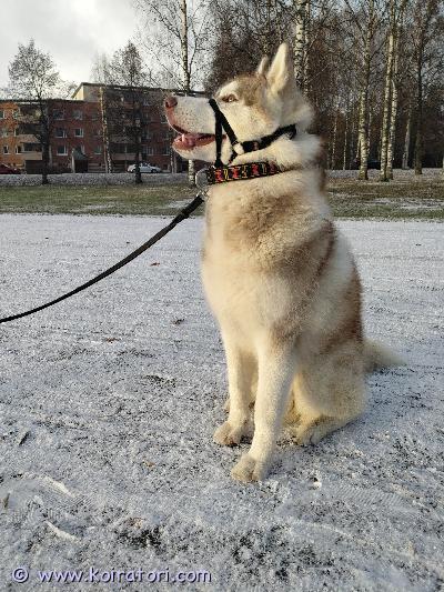 myydään siperianhusky www.koiratori.com-ilmoitus Myydään käyttölinjainen, puhdasrotuinen siperianhusky uros, synt. 28.3.2025. Väritys kerma–valkoinen–ruskea, ikä nyt 11 kk ja täyttää vuoden 28.3.2026. Paino 33 kg, kookas  näyttävä uros.Terveys ja hoito:*eläinlääkärin pentutarkastama*tunnistesiru niskassa*rokotukset ja madotukset ajallaan*kastroitu 5.3.2026, samalla saanut 1?vuotis tehosterokotuksen*luustokuvia ei ole tehty, koska ei ole ontunut – halutessaan ostaja voi teettääLuonne ja arki:*hyväluonteinen, oppivainen ja tasainen*sosiaalistettu: tulee toimeen kissojen ja muiden koirien kanssa*sisäsiisti*matkustaa autossa hiljaa ja rauhallisesti, hyppää itse kyytiin ja poisKäyttö ja koulutus:*käyttölinjainen valjakko-/rekikoira*vanhemmat (tsarina  nouille) työlinjaisia rekikoiria, kasvatettu vaativaan vetotyöhön*isä erityisen vahva ja laadukas rekikoira*vetoharrastus aloitettu kevyesti lantiovyöllä*ymmärtää suunnat oikea, vasen, mennään*osaa myös komennot ei, istu, saa ottaaMukaan saa:*puolikuristava lappi-aiheinen panta*non-stop dogwear bungee leash ltd joustotalutin / vetonaru*trixie pehmustettu kuonopantaMyydään roduntuntevaan, hyvään kotiin, mielellään vetoharrastukseen. Luopumisen syy muutto omakotitalosta kerrostaloon.