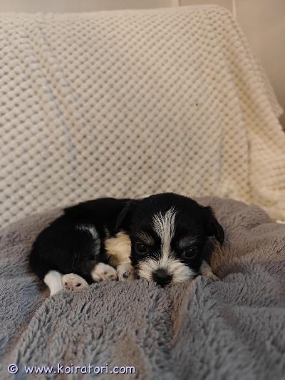 myydään tiibetinspanielimix www.koiratori.com-ilmoitus Varattavissa 5 ihanaa tiibetinspanielimix narttupentua, syntyneet 15.2. Luovutus 7 viikkoisena, 5.4 alkaen.pennut elävät lapsiperheen arjen keskellä ja niitä on paljon käsitelty. Ne ovat tottuneita myös toisiin koiriin. pennut myydään toteutettuna erilaisiin hoitotoimenpiteisiin: kynsien leikkaamiseen, harjaukseen sekä pesuihin. pennut myydään:• useasti madotettuna (2,4,6,8 viikkoisena).• eläinlääkärin tarkastamana sekä sirutettuna.• pentupaketin kera. etsimme pennuille rakastavaa ja vastuullista kotia. varausmaksu 150€ mikä vähennetään pentua hakiessa. Varausmaksua ei palauteta mikäli ostaja peruu kaupan. 