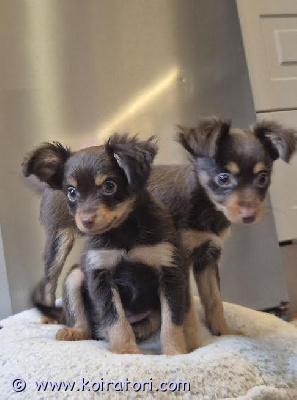 myydään venäjäntoy www.koiratori.com-ilmoitus Pitkäkarvaiset venäjäntoyn narttu- ja urospentu, väriltään brown  tan, valmiita lähtöön. Rekisteröity, rokotettu ja useasti madotettu.