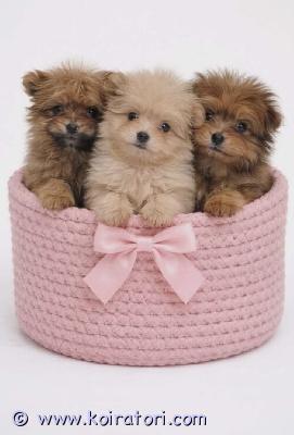 myydään pomapoo www.koiratori.com-ilmoitus 3 valloittava pomapoo narttupent vapaana. Pennut on pomeranian ja villakoiran risteys.on moneasti madotettu, eläinlääkärin tarkastama, sirut, eu matkustuspassit, annettu ensimmäinen nelosrokote.risteytettäviksi roduksi valitaan yleensä mukavia ja sosiaalisia seurakoiria,ja harvemmin niiden sekoituksetkaan ovat kovin haastavia luonteeltaan, ns desingrodut