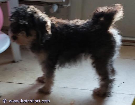 myydään sekarotuinen www.koiratori.com-ilmoitus Energinen ja vauhdikas nuori tyttökoira etsii liikunnallista kotia. Mielellään toisen kaveriksi. .