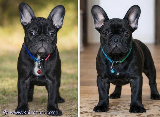 myydään Ranskanbulldoggi www.koiratori.com-ilmoitus Upeat, 19.11.2025 syntyneet ranskispennut Xanthia ja Xherathos etsivät koteja ja kainaloita. Luovutus heti! Pennut ovat terveistä, terveystarkastetuista ja erittäin hyväluonteisista vanhemmista. Xanthia on hyvin feminiininen, elegantti narttupentu ja Xserathos on vahvan maskuliinisen olemuksen omaava, vanhanlinjan urospentu. Pennut ovat syntyneet ja kasvaneet kotikasvattajalla - sosiaalistuneet siis erinomaisesti kaikkeen.Pennut myydään kotikoiriksi, mutta myös näyttelyihin on pennuilla potentiaalia. Ota yhteyttä yhteystietoinesi ja kerro heti alkuun kattavasti millaiseen kotiin pentua toivotaan. Valitsemme kodit tarkoin, kysy pentua vasta, kun hankintapäätös on varma, samoin rahat. 