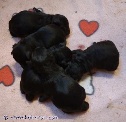 myydään Schnoodlepennut www.koiratori.com-ilmoitus Suomessa 6.3.2026 syntyneet schnoodlepennut nyt varattavissa! Jäljellä yksi uros- ja kaksi narttupentua. Pentujen odotettavissa oleva aikuiskoko on noin kahdeksan kiloa. Pennuissa on 1/4 snautseria ja 3/4 villakoiraa; pentujen emä on schnoodle (kääpiösnautseri x keskikokoinen villakoira) ja isä kääpiövillakoira. Schnoodlea pidetään allergiaystävällisenä yhdistelmänä. Pennut luovutetaan 24.4.2026 jälkeen eläinlääkärin tarkastamina ja mikrosiruttamina, rekisteröityinä sekä useaan kertaan madotettuina.Pentuihin pääsee tutustumaan sopimuksen mukaan, molemmat vanhemmat (ja emän vanhemmatkin) nähtävillä. Pennut tottuvat meillä toisiin koiriin ja lapsiin, ne ovat käytännössä myös sisäsiistejä luovutusikäisinä, koska niiden kanssa harjoitellaan ulkoilua hyvin pienestä pitäen.Pennun hinta on 1800 €, josta varausmaksu on 400 €. Varausmaksua ei palauteta, mikäli ostaja peruu kaupan.Kasvatustoimintamme on yritysmuotoista, joten ostamalla pennun meiltä turvanasi on kuluttajansuoja. Lisäksi tiedät, että kasvatus on vastuullista ja verot yritystoiminnasta maksetaan Suomeen.Valitettavasti emme ennätä vastailla yksittäisiin lisäkuvapyyntöihin, mutta lisäilemme kuvia kotisivuillemme pentujen kasvaessa. Olet myös tervetullut tutustumaan pentuihin ja vanhempiin miltei koska tahansa!Tutustu kotisivuihimme ja ota yhteyttä ensisijaisesti puhelimitse tai sähköpostitse.