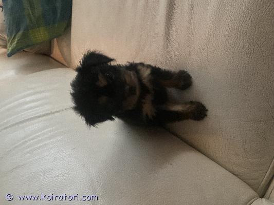 myydään venäjöntoy www.koiratori.com-ilmoitus Myydään viellä yksi erittäin nätti narttu pentu musta ruskea pitkäkarvainen ,emä kääpiövillakoira mix isä venäjöntoy/japanece chin mix sirutettuna madotettuna ja eläinlääkärin tarkastamana ,ei tuonti pentu ei osamaksua 