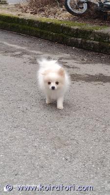 myydään pomerian www.koiratori.com-ilmoitus Myydään suloinen pomeranian pentu, syntynyt 21.12.2025.rokotettu ja sirutettu.luonteeltaan leikkisä, reipas ja ihmisrakas.valmis hyvään kotiin.