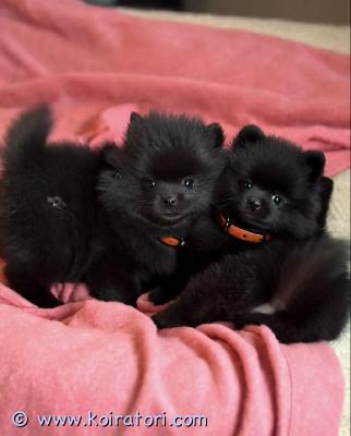 myydään pomeranian www.koiratori.com-ilmoitus Kauniita pomeranian pentuja saatavilla meillä on iloksemme tarjota ihastuttava pentue, jossa syntyi 5 pomeranian pentua, joista 4 on vielä vailla omaa rakastavaa kotiaan. Pennut ovat valmiita luovutukseen 30.03 alkaen, jolloin ne ovat 8 viikon ikäisiä.syntymäaika: 02.02pennut kasvavat runsaassa hoivassa ja huolenpidossa, minkä ansiosta niistä kehittyy erittäin sosiaalisia, ystävällisiä ja itsevarmoja. Ne ovat leikkisiä, ulospäinsuuntautuneita ja viihtyvät ihmisten seurassa, joten sopivat erinomaisesti niin perheisiin kuin yksinasuvillekin.pomeranianit tunnetaan hurmaavasta luonteestaan, älykkyydestään ja eloisasta olemuksestaan. Pienestä koostaan huolimatta niillä on suuri persoonallisuus ja ne tuovat paljon iloa ja seuraa arkeen.ennen uuteen kotiin lähtöä pennut ovat:madotetturokotettusirutettumukaan lähtee myös aloituspakkaus, joka sisältää pehmeän viltin, pedin, ruokaa sekä lelun, jotta pentu pääsee turvallisesti ja mukavasti uuteen kotiinsa.nämä pienet ilopillerit ovat terveitä, iloisia ja täynnä rakkautta – valmiina uusiin seikkailuihin oikean perheen kanssa 