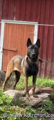 myydään belgianpaimenkoira www.koiratori.com-ilmoitus Belgianpaimen koira etsii kiireellisesti kotia paikkakunta varkaus hän on täysin terve kiltti ja osaa perus käskyt energiaa löytyy ja leikkisä syö kaikkea ruokaa vahva vahti vietti lisätietoa puhelimitse 0449635420 paikka kunta varkaus   svartzdiana3@gmail.comhuomio vaihto myös onnistuu autoon tai asunto vaunuun 