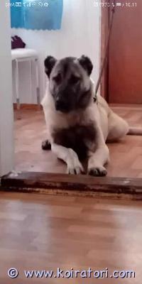 myydään shivaskangal www.koiratori.com-ilmoitus Surullisin mielin joudun luopumaan meidän nalasta muuton vuoksi kerrostaloon. Nalan paikka ei pitäis olla kerrostalossa vain omakoti talo missä hänellä on omaa vapaata tilaa!nala on 3-vuotias narttu, tottunut lapsiin sekä muihin koiriin. Luonneltaan tosi sosiaalinen, eläinlääkärissä kun käy ei tarvitse rauhoitusta tai kuonokoppaa.eniten hän kyllä hakee silityksiä vaikka tämä ei ole rodun tyypistä.nala on tuotu turkista pentuna ja mukaiset rokotukset tehty sekä säännöllinen madotus. Hänellä on passi. hänelle tullut yksi vahinko pentue ja 12 tervettä pentua tullut.tämä rotu tarvitsee kokeneen kodin enkä myy eteenpäin jos ei ole tämän tyyppisen rodusta kokemusta.