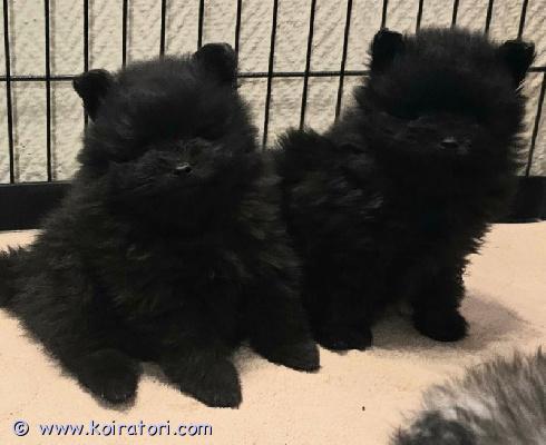 myydään pomeranian www.koiratori.com-ilmoitus Kauniita pomeranian pentuja saatavillameillä on ihana pomeranian pentue. Pentuja syntyi yhteensä 4, mutta olemme päättäneet pitää yhden itse, joten 3 pentua on saatavilla.pennut ovat syntyneet 02.02.2026 ja ovat luovutusvalmiita 30.03.2026, kun ne täyttävät 8 viikkoa.molemmilla vanhemmilla on erinomainen luonne ja upea turkin laatu, joiden odotamme periytyvän myös pennuille.pennut kasvavat sisätiloissa rakastavassa ympäristössä, jossa ne tottuvat arjen ääniin ja tapahtumiin. Ne ovat hyvin sosiaalistettuja, ihmisrakkaita ja viihtyvät myös muiden koirien seurassa.pennut luovutetaan:rekisteröitynä (sukutaulu)mikrosirutettuinaeläinlääkärin terveystarkastaminamadotettuina (3 kertaa)mukaan tulee aloitusruokaaherkkujalelujapeitto ja muutaetsimme pennuille rakastavat ja vastuulliset kodit, joissa ne saavat olla osa perhettä.saatavilla olevat pennut:uros 1: mustauros 2: mustanarttu: musta  ruskeaota rohkeasti yhteyttä saadaksesi lisätietoja.