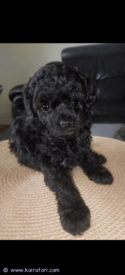 myydään kääpiövillakoira www.koiratori.com-ilmoitus Kääpiövillakoiran uros pentu peruutuksen vuoksi vielä yksi vapaanasyntyneet 8.2.2026.pennut kasvavat kotiympäristössä ja ne luovutetaan ainoastaan rakastaviin ja pysyviin loppuelämän koteihin.luovutus aikaisintaan 1.4.2026.luovutushetkellä pennut ovat:eläinlääkärin tarkastamiasirutettujamadotettu säännöllisesti.pennun vanhemmat ovat terveitä ja hyväluonteisia kääpiövillakoiria.halutessasi voit tulla tutustumaan pentuihin ja tapaamaan myös emän.toivomme uudelta omistajalta:aiempaa kokemusta villakoiristasitoutumista pennun hoitoon ja kasvatukseenmahdollisuutta viettää paljon aikaa pennun kanssa