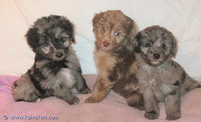 myydään Australianpaimenkoiraa www.koiratori.com-ilmoitus Pennuissa on puolet Australianpaimenkoiraa ja ovat sopivan aktiivisia luonteeltaan, eivät liian vilkkaita.Kooltaan tulevat olemaan kevyempiä kuin aussi.Pennuista tulee riistavietittömiä, miellyttämishaluisia ja tasapainoisia kuten vanhemmat ovat.Vanhemmat ovat myös koirasosiaalisia ja terveitä.Pennut sopivat harrastamiseen ja kotikoiraksi.Ovat luovutusikäisiä ja kolmesti madotettuja, sirutettuja ja tarkistettuja.Rokottamisen hoitaa uusi koti.Suomessa syntyneitä Suomalaisista koirista.Kerrothan millainen koti pentua odottaisi.