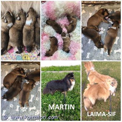 MYYDääN sheltie puppies www.koiratori.com-ilmoitus The kennel opens reservations for sable colored sheltie puppies. All females. Three are available.born 16.03.2026.they will be ready to go to their new families in mid-may.each puppy will have ekl/fci pedigree, european passport, microchip, age-appropriate vaccinations, and sales contract.the parents are show dogs and have been health tested.i have whatsapp and viber.kennel ottaa vastaan ??varauksia soopelin värisille sheltie pennuille. Kaikki pennut ovat narttuja. Kolme pentua on vapaana.syntyneet 16.03.2026.ne ovat valmiita muuttamaan uusiin koteihinsa toukokuun puolivälissä.jokaisella pennulla on ekl/fci-sukupuu, eurooppalainen passi, mikrosiru, ikätasoiset rokotukset ja kauppakirja.vanhemmat ovat näyttelykoiria ja heille on tehty terveystarkastuksia.minulla on whatsapp ja viber.