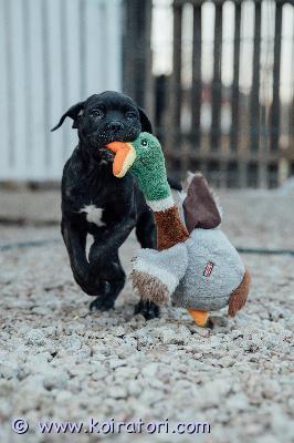 MYYDääN canecorso www.koiratori.com-ilmoitus Vielä uros ja narttupentu vailla omaa rakastavaa perhettä.pennut syntyneet 30.12 ja ne on rekisteröity eestin kennelliittoon.pennut on eläinlääkäri terveeksi tarkastanut ja siruttanut.vanhemmat hyväluonteiset ja terveet.mukaan kattava pentupaketti ja kasvattajan loppuelämän tuki.uudelta kodilta odotamme vastuutuntoa ja että elämän puitteet ovat kunnossa ja mahdollisuus tarjota pennulle hyvä huolehtiva ja tasapainoinen koti.olethan tutustunut rotuun ja sinulla on talous kunnossa pennun hankintaan.osamaksu ok järkevissä osissa.lisätietoja soittamalla tai whatsapin kautta +37255628699 puhun suomea.