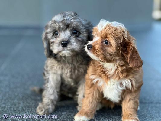 myydään cavapoo www.koiratori.com-ilmoitus Luovutusikuiset narttupennut vapaat. Pennut on moneasti madotettu, eläinlääkärin tarkastama, siru, eu matkustuspassi. Annettu rokotus, kaikki teädöt merkattu eu passiinkauppa saa mukaan myös penturuoka mitä he ovat syöneet, pentupakkaus. Vanhemmat hyväluonteisia, terveitä, kysy lisä
