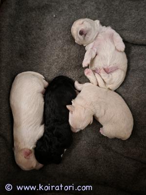 myydään havannankoiramix www.koiratori.com-ilmoitus Omaa kotiaan etsii 3 havannankoira - bolognesemix pentua. Vapaana 1 vaalea tyttö sekä 1 musta poika valkoisilla merkeillä ja 1 vaalean kultainen poika.pennut ovat syntyneet 7.3. Ja ovat valmiita muuttamaan uuteen kotiin huhtikuun lopussa.Pentujen vanhemmat ovat terveitä ja hyväluonteisia kotikoiria (emä n 5 kg havannankoira ja isä hieman pienempi bolognese). Pennut kasvavat lapsiperheen arjen keskellä, tottuen kaikkiin normaaleihin kodin ääniin. Pennut luovutetaan säännöllisesti madotettuina ja eläinlääkärin tarkastamina. Pentuja ja emää saa käydä katsomassa paikan päällä.Varausmaksu 250 € peritään sitovaa varausta tehtäessä ja se vähennetään lopullisesta kauppahinnasta pentua haettaessa. Varausmaksua ei palauteta, mikäli ostaja peruu kaupan pennusta riippumattomasta syystä.