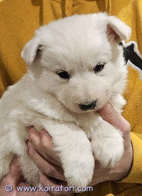 myydään paimenkoiramix www.koiratori.com-ilmoitus Omaa rakastavaa kotia etsivät luovutusikään 3.4. tulevat paimenkoiran pennut. Pennut ovat kasvaneet tupakeittiössä keskellä arjen touhuja. Pentueen vanhemmat ovat terveitä ja hyvä luonteisia kotikoiria. pennut myydään eläinlääkärin tarkastamina, madotettuina ja sirutettuina. Pennut saavat mukaansa tuttua ruokaa ja hoito-ohjeet. omaa kotia etsii vielä kaksi narttupentua ja yksi urospentu. Pennut myydään vain hyviin loppuelämän koteihin.