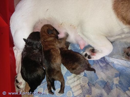 myydään terrierimix www.koiratori.com-ilmoitus Cairnterrieri ja jackrussel mixi tulevat luovutukseen 4.5 alkaen. Kasvavat lapsiperheessä helsingissä, tottuen muihin koiriin ja ihmisiin sekä arjen normaaleihin ääniin. Pentuja on molempia sukupuolia. Pennut lähtevät uuteen kotiin sirutettuina, useasti madotettuina, eläinlääkärin tarkastamina ja pentupaketin kera. Pentujen arvioitu korkeus aikuisena on 30 cm. Muistuttavat enemmän cairnterrieria. Varausmaksu otetaan ja se hyvitetään ostohinnasta. Varausmaksua ei palauteta jos ostaja peruuttaa kaupat. 