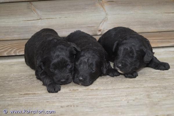 myydään Schnoodlepennut www.koiratori.com-ilmoitus Suomessa 6.3.2026 syntyneet schnoodlepennut nyt varattavissa! Jäljellä yksi uros- ja kaksi narttupentua. Pentujen odotettavissa oleva aikuiskoko on noin kahdeksan kiloa. Pennuissa on 1/4 snautseria ja 3/4 villakoiraa; pentujen emä on schnoodle (kääpiösnautseri x keskikokoinen villakoira) ja isä kääpiövillakoira. Schnoodlea pidetään allergiaystävällisenä yhdistelmänä. Pennut luovutetaan 24.4.2026 jälkeen eläinlääkärin tarkastamina ja mikrosiruttamina, rekisteröityinä sekä useaan kertaan madotettuina.Pentuihin pääsee tutustumaan sopimuksen mukaan, molemmat vanhemmat (ja emän vanhemmatkin) nähtävillä. Pennut tottuvat meillä toisiin koiriin ja lapsiin, ne ovat käytännössä myös sisäsiistejä luovutusikäisinä, koska niiden kanssa harjoitellaan ulkoilua hyvin pienestä pitäen.Pennun hinta on 1800 €, josta varausmaksu on 400 €. Varausmaksua ei palauteta, mikäli ostaja peruu kaupan.Kasvatustoimintamme on yritysmuotoista, joten ostamalla pennun meiltä turvanasi on kuluttajansuoja. Lisäksi tiedät, että kasvatus on vastuullista ja verot yritystoiminnasta maksetaan suomeen.Valitettavasti emme ennätä vastailla yksittäisiin lisäkuvapyyntöihin, mutta lisäilemme kuvia kotisivuillemme pentujen kasvaessa. Olet myös tervetullut tutustumaan pentuihin ja vanhempiin miltei koska tahansa!Tutustu kotisivuihimme (siellä myös lisäkuvia) ja ota yhteyttä ensisijaisesti puhelimitse tai sähköpostitse.