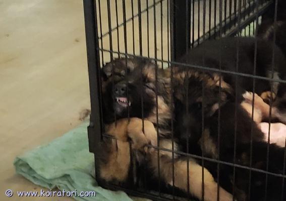 myydään saksanpaimenkoira www.koiratori.com-ilmoitus Saksanpaimenkoiran 20.1.26 syntyneet pennut etsivät nyt sitoutunutta kotia. Pennut käytetään eläinlääkärin tarkastuksessa ja sirutuksessa 27.3 jonka luovutus on. Välittömästi mahdollinen. Lisätiedot saat kun soitat. Kirjeen vaihtoa en harrasta. Molemmat vanhemmat ovat omia koiriamme ja nähtävissä. 