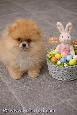 myydään pomeranian www.koiratori.com-ilmoitus Kennelmyy komean, terveen urospennun. Poika on moneasti madotettu, eläinlääkärin tarkastama, sirutettu, annettu rokotus. Kirjattu fci/est kennelliiton reg, vanhemmat terveystarkastettu. Urospentu on sosiaalinen, tottunut pikkulapsen seura, toisten , emo sisarusten kans kasvanut.mikali kiinosta kysy lisä ensi soittaamalla, lähetetään videoita tai lisä kuvia, viralluset teädöt näky kennelliitton sivulla, mahd paikan päällä tutustua, mahd kuljetus helsinki