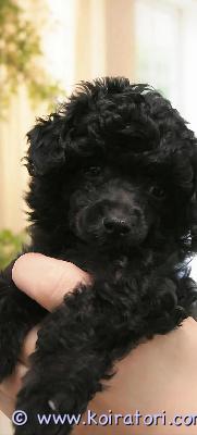 myydään kääpiövillakoira www.koiratori.com-ilmoitus Kääpiövillakoira uros pentukolmesta pentueesta on vielä yksi ihana uros pentu vapaana.pennut ovat syntyneet 8.2.2026 ja kasvavat kotiympäristössä arjen ääniin tottuen. Luovutamme pennun vain rakastavaan ja pysyvään loppuelämän kotiin.luovutus aikaisintaan 1.4-8.4.2026luovutushetkellä pentu on:eläinlääkärin tarkastamasirutettumadotettu säännöllisestipennun vanhemmat ovat terveitä ja hyväluonteisia kääpiövillakoiria.halutessasi voit tulla tutustumaan pentuun etukäteen ja tapaamaan myös emon.toivomme uudelta omistajalta:aiempaa kokemusta villakoirista,sitoutumista pennun hoitoon ja kasvatukseenmahdollisuutta viettää paljon aikaa pennun kanssakerrothan viestissäsi millainen koti teillä olisi tarjota pennulle