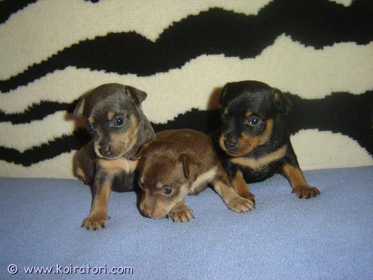 myydään prahanrottakoira www.koiratori.com-ilmoitus Myydään prahanrottakoira uros pennut syntynyt 28.02.26 kennelissä “millgret” ekl/fci.   luovutetaan rokotettuina, sirutettuina, eläinlääkärin tarkastamina ja useasti madotettuina, omaavat eu eläinlääkäri passin,eestin kennelliittoon ekl/fci sukutaulu,saa pentupaketin.  vanhemmat terveet ja tutkitut,vanhempien polvet ja silmät on tarkastettu: pl 0/0, silmät- ok. Pyydä lisätietoja sähköpostitse: millgret@gmail.com, kotisivu:  http://www.millgret.breeder.ee/news_eng.html