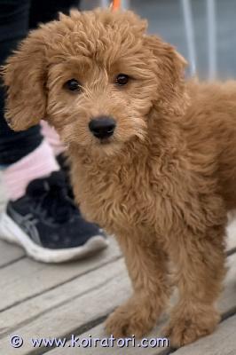 myydään goldendoodle www.koiratori.com-ilmoitus Nyt olisi mahdollisuus upeaan pentuun joka etsii omaa rakastavaa kotia!todella reipas, rohkea ja iloinen medium kokoinen goldendoodle etsii tositarkoituksella sijoituskotia.mikäli sydämmessäsi läikähtää kuvaa katsoessa ja olisit vielä valmis sitoutumaan sijoitus / jalostus koiraan se voisi olla tässä.pentu on eläinlääkärintarkastama, mikrosirutettu, madotettu, rokotettu x2.vanhemmat ovat rekattuja sekä pevisa tutkituja terveeksi. emä on meillä kotona tavattavissa.pentu on syntynyt 20.12.2025 eli on nyt 3.5kk.mikäli kiinnostuit ja olisit valmis tulemaan häntä katsomaan sekä mahdollisesti kodin tarjoamaan niin muistathan kertoa myös hieman millainen koti siellä olisi häntä odottamassa.