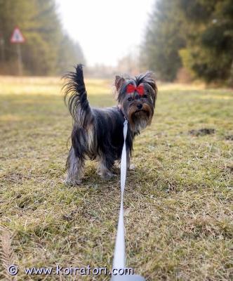 myydään yorkshirenterrier www.koiratori.com-ilmoitus Kaunis, pieni 8 kk narttupentu etsimässä oma koti. Pentu on moneasti madotettu, eläinlääkärin tarkastama, siru, kaikki rokotukset annettu, voimassa vuoden ,eu passi, mihin kaikki teädöt kirjattu. Hänen vanhemmat on sulosia ja hyväluonteisia pikkukoiria, molemmat puhdasrotusia , on viralliset terveystulokset. Pentu aikuspaino jää alle 3 kg, osaa kulkea hihnassa, käytetty hyvin, tottunut liikku ulkona, toisiin koiriin , sosiaalinen reipas. Kysy lisä 