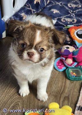 myydään chihuahua www.koiratori.com-ilmoitus Chihuahua pentupoika, pitkäkarvainen, erinomainen luonne, voi elää muiden eläinten kanssa. Maaliskuussa hän voi mennä uuteen kotiin. Pennulla on mikrosiru, iän mukaiset rokotukset ja eurooppalainen eläinlääkäripassi. Lisätietoja, kuvia ja videoita, laita yksityisviestit tai whatsapp. Maksullinen toimitus helsingin satamaan. Puhelin:+37258587448