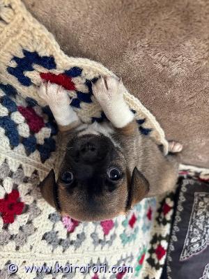 myydään kääpiömix-pennut www.koiratori.com-ilmoitus kääpiöpennut. Tyttö pennut ja yksi poika.(isä chihuahua, emä kääpiö villakoira/ranskanbulldoggi). Syntyneet 30.4.2026 suomessa. Luovutus 17.6 alkaen. Eläinlääkäri tarkastaa, siruttaa, näistä todistukset mukaan. Madotetaan säännöllisesti.vanhemmat terveitä, ystävällisiä kotikoiria. Pennut tottuvat normaaleihin kodin ääniin, ulkoilevat ja tottuvat kissaan. Varausmaksu 300€, jota ei palauteta, jos ostaja peruu kaupan. Varausmaksu vähennetään kokonaishinnasta. Ei osamaksua. Liminka.