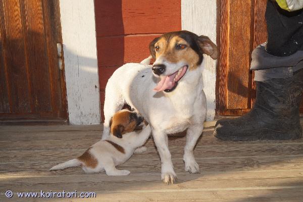 myydään Jackrusselinterrierinarttu www.koiratori.com-ilmoitus 5-vuotias jackrusselinterrierinarttu etsii sopivaa kotia. Tulee toimeen toisten koirien kanssa, elänyt aina koiralaumassa. Mania on tullut meille luovutusikäisenä pentuna ja elänyt pääsääntöisesti kennelissä. Pärjää ilman ihmistä, mutta ilman toista koiraa ei ole ollut. Mania on tehnyt meillä useamman pentueen, ja nyt sen on aika päästä 