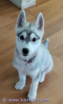 myydään husky www.koiratori.com-ilmoitus Vielä olisi vapaana yksi tyttöpentu joka etsii loppuelämänsä kotia. Tämä suloinen ja ihmisrakas pentu on syntynyt 4.4. Pentu on siruutettu ja tarkastettu sekä madotettu säännöllisesti. Molemmat vanhemmat ovat puhdasrotuisia huskeja ja ovat perusterveisiä ja lempeitä. Soveltuu lapsiperheeseen. Toivomme pennulle kotia jossa liikutaan koska rotu tarvii liikuntaa ja aktivitettejä. Ota rohkeasti yhteyttä, kerro minkälaisen elinympäristön pennulle tarjoaisit, niin jutellaan lisää.