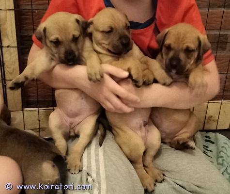 myydään rottweilermix www.koiratori.com-ilmoitus kotia etsii vielä muutama rottweiler mix pentu. Vanhemmat kilttejä kotikoiria. Tottuneet lapsiin ja toisiin koiriin. Luovutus heinäkuun puolessa välissä, 11.7 alkaen jolloin ovat 7 vkoisia. Eläinlääkärin tarkastus, sekä sirutus ennen luovutusta. Luovutetaan vain rodun tuntevaan kotiin, joten kerrothan hieman itsestäsi ja koira kokemuksesta. Kerron mielelläni lisää pennuista.varausmaksu 200€, joka vähennetään hinnasta. Varausmaksua ei palauteta, mikäli peruutus tapahtuu ostajan puolelta.