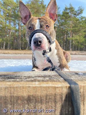 myydään Amstaffipitbull mix www.koiratori.com-ilmoitus Pepe leikkaamaton uros n. Puolitoista vuotias energinen mutta kiltti koira.pepe on rodultaan amstaffipitbull mix. syntynyt 14.1.2025 suomessa helsingissä. Sirutettu 21.2.2025.  koira rekisteriin laitettu 9.4.2025. on rokotettu ja madotettu ja eläinlääkäri tarkastus tehty.etsii uutta kotia, koska meidän aika ei ikävä kyllä riitä koiralle tarpeeksi enään. toiveena olisi että pepe pääsisi omakotitaloon tai joko rivitaloon, rakastaa olla vapaana. tulee muitten koirien kanssa juttuun, tykkää lapsista, vauvoista. Osaa kävellä hihnassa, välillä vetää. Osaa perus käskyt istu,maahan ja tassu. Pepe ei osaa olla yksin kotona..  alkaa tuhoaminen joten uuden omistajan tarvitsee opettaa pepe olemaan yksin. Autossa osaa matkustaa hienosti ja olla yksin autossa. pepe on todella aktiivinen, energinen ja leikkisä. Pepe tarvitsee uuden kodin sellaiselta joka ymmärtää rotua ja on oikeasti aikaa hänelle.  toivomme uudelta kodilta että kuultaisiin kuulumisia pepestä silloin tällöin.