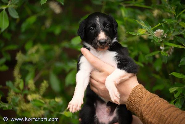 myydään venäjänborzoi www.koiratori.com-ilmoitus Pennut ovat syntyneet suomessa 15. Maaliskuuta. Ne ovat valmiita muuttamaan uusiin koteihinsa. Ne saivat mikrosirut 3.6. Eläinlääkäri on tarkastanut ne, ja ne ovat saaneet terveystodistuksen 3.6. Pennut on rekisteröity eviran 3.6. Pennut madotettiin ensimmäisen kerran 4 viikon iässä, ja ne on madotettu säännöllisesti kahden viikon välein luovutukseen asti. Ensimmäisen rokotuksen antaminen jää uusien omistajien vastuulle pentujen täyttäessä 3 kuukautta. Emme hyväksy osamaksua, ja kuulisimme mielellämme enemmän teistä ja kodista, johon pentu olisi tulossa.emme ole skl. Löytyy peperit :fci. Vanhemmat ovat kotoisin venäjältä, säkä 82 sm 