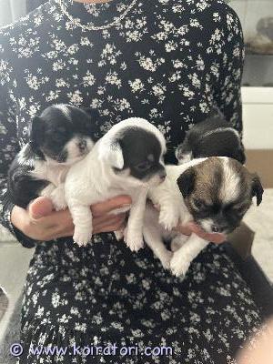 myydään chihuahua www.koiratori.com-ilmoitus Myydään suomessa 2.6. 2026 syntyneet chihuahuan pennut. Kaksi narttua ja kaksi urosta. Pennut myydään eläinlääkärin tarkastettuna ja sirutettuna. Myös madotukset tehty ajallaan. Pennut elävät lapsiperheen arkea ja saavat paljon huomiota. Pennut ovat jo tottuneet normaalin perhe-elämän ääniin.Molemmat vanhemmat nähtävillä. Etsitään pennuille rakastavia koteja.Lisää kuvia / videoita saatavilla pyynnöstä.niina kivimäkip 0452317795seinäjoki