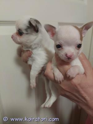 myydään chihuahua www.koiratori.com-ilmoitus Reippaat chihuvauvat lähestyvät luovutusikää. S. 28.5, luovutus alkaen 16.7. Vapaana valkoinen pitkäkarvainen poika, jolla toinen korva merle ja lyhytkarvainen pienikokoinen valkoinen ruskealla korvalla. Lisäksi vapaana ruskeamerle tyttö.