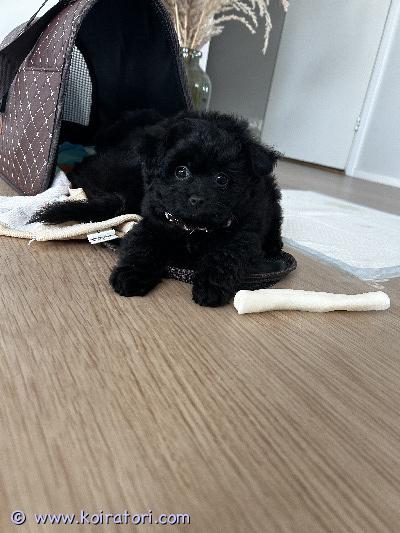 myydään pomeranian www.koiratori.com-ilmoitus Ihanat 9-viikkoiset pomapoo-pennut etsivät rakastavia loppuelämän koteja meillä on ihanat 9 viikon ikäiset pomapoo-pennut valmiina etsimään omia, rakastavia ja vastuullisia loppuelämän kotejaan.pennut ovat syntyneet suomessa ja kasvaneet kotiympäristössä, jossa ne ovat tottuneet arjen ääniin ja ihmisten läheisyyteen. Pentujen emä on toyvillakoira ja isä pomeranian.pennut ovat jo hienosti sisäsiistejä ja osaavat käydä tarpeillaan sille tarkoitetulla alustalla. Lisäksi ne opettelevat ikätasonsa mukaisesti tekemään tarpeensa myös ulos.ensimmäinen rokotus annetaan vasta 12 viikon iässä, joten se jää uuden omistajan hoidettavaksi.etsimme pennuille koteja, joissa niitä kohdellaan täysivaltaisina perheenjäseninä ja joissa ne saavat paljon rakkautta, huolenpitoa sekä aikaa. Toivomme, että pennut saavat turvallisen ja pysyvän kodin koko loppuelämäkseen.kerrothan viestissäsi hieman itsestäsi sekä millaisen kodin voisit pennulle tarjota.pentuja saa tulla ilomielin katsomaan helsinkiin etukäteen sovittuna ajankohtana.vastaan mielelläni kaikkiin kysymyksiin. Lisäkuvia ja videoita saa pyydettäessä. 045 259 6939