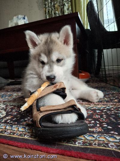 myydään siperianhusky www.koiratori.com-ilmoitus 2 hurmaavaa huskyurospentua 19.5.2026 syntyneitä etsivät vielä rakastavia loppuelämän koteja. Pennut kasvavat rodulle tyypillisesti seurallisiksi, energisiksi ja tekemisestä ja retkeilystä nauttiviksi koiriksi. Husky tarvitsee kodin, jossa on aikaa ulkoiluun ja yhteiseen tekemiseen. Husky tykkää myös makoilla sohvalla.lisätietoja saa omistajalta. Pennut asuvat vantaalla ja ovat luovutusikäisiä 10.7 alkaen. Pentutarkastus sekä sirutus tehty 1.7 eläinlääkärissä. lisätietoja 0405435944