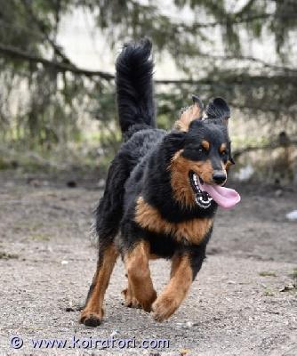 myydään seropi www.koiratori.com-ilmoitus Omaa vahdittavaa pihaa etsii yksi vuotias vilkas ja sopivasti itsepäinen poika. viihtyy ulkona ja sohvalla, omalle ihmiselle ihana kainaloinen muttei välitä vieraista. kahden pk-rodun vahinkopentueesta, paljon karvaa, korkeutta melkein 70cm puntarilla ei ole käynyt aikoihin n. 40kg. Ei kerrrostaloon eikä ensimmäiseksi koiraksi, ei uroksen eikä kissojen  kaveriksi. lisätiedot söpolla. 