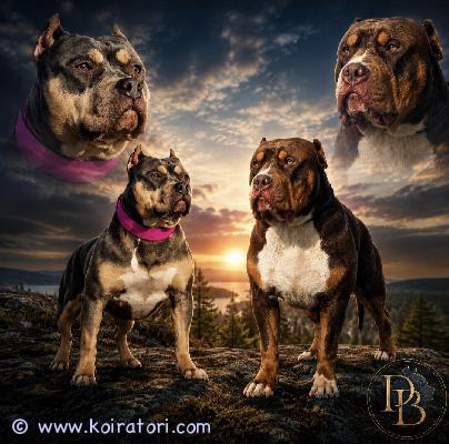 myydään americanbully www.koiratori.com-ilmoitus Meille odotetaan american bully xl/standard -pentuetta syntyväksi viikolla 30. Pennut ovat luovutusikäisiä syyskuun puolivälissä, 8vk ikäisinä.etsimme pennuille aktiivisia ja rakastavia loppuelämän koteja.molemmat vanhemmat ovat terveitä ja tervepäisiä rotunsa edustajia. Luonteeltaan erittäin ihmisläheisiä sosiaalisia ja tasapainoisia perhekoiriavanhempien suvussa on useita tunnettuja ja menestyneitä koiria, kuten:•dual ch jax• parasiemprebulls trinity  trimax• bomb blood don choc• raw prides brace• bossy jumanji• bossy pez koipennut kasvavat lapsiperheen arjessa tottuen erilaisiin ääniin, käsittelyyn, eri ihmisiin sekä muihin koiriin.panostamme pentujen varhaiseen sosiaalistamiseen ia monipuolisiin kokemuksiin ennen luovutusta. pennut ruokitaan laadukkaalla nappularuoalla sekä raakaruoalla.pennut luovutetaan:• eläinlääkärin tarkastamina• useaan kertaan madotettuina• sirutettuina• rekisteröityinä abkc (american bully kennel club)• kattavan pentupaketin kanssaotamme vastaan muutamia ennakkovarauksia.jos olet etsimässä itsellesi tai perheellesi uutta perheenjäsentä, ota yhteyttä. kerron mielelläni lisää vanhemmista, tulevasta pentueesta ja vastaan lisäkysymyksiin sekä lähetän kuvia.toivomme, että kerrot yhteydenotossasi kattavasti itsestäsi ja perheestäsi sekä siitä millaisen kodin voit tarjota tulevalle pennulle. Emme myy pentuja pelkkien sähköpostien perusteella, vaan toivomme, että tulevat omistajat tulevat tutustumaan meihin, vanhempiin ja pentuihin paikan päälle.