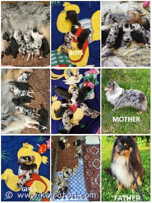 MYYDääN sheltie www.koiratori.com-ilmoitus Kennel varaa shetlanninlammaskoiran pentuja, jotka ovat syntyneet 18.06.2026. Varattavissa on kaksi narttua (tricolor ja blue merle) ja kaksi urosta tricolor.kaikilla pennuilla on cea+/- vanhemmat.kaikki ovat terveitä, kirkkaita ja kauniita, ja paino nousee hyvin.ne ovat valmiita muuttamaan uusiin koteihinsa elokuun puolivälissä.jokaisella pennulla on ekl/fci-sukupuu, eurooppalainen passi, mikrosiru, ikätasoiset rokotukset ja kauppakirja.vanhemmat ovat näyttelykoiria ja heille on tehty terveystarkastuksia.minulla on whatsapp ja viber.the kennel is reserving shetland sheepdog puppies born on 18.06.2026. Two females (tricolor and blue merle) and two male tricolors are available for reservation.all puppies have cea+/- parents.all are healthy, bright, and beautiful, and are gaining weight well.they will be ready to go to their new families in mid-august.each puppy will have an ekl/fci pedigree, a european passport, a microchip, age-appropriate vaccinations, and a sales contract.the parents are show dogs and have been health tested.i have whatsapp and viber.