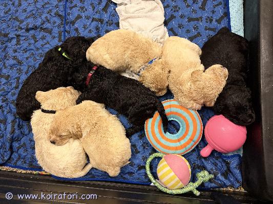 myydään labragotto www.koiratori.com-ilmoitus Meille syntyi 11.6 labbiksen ja lagotto romagnolon risteytyspennut.vapaana vielä narttupentuja.tavoitteena tässä yhdistelmässä allergiaystävällisempi ja vähemmän karvaa irroittava, mutta toki risteyksessä ulkonäkö ja turkki voivat vaihdella yksilöittäin.odotettavissa on oppivaisia ja ihmisrakkaita perhekoiria.emä on musta labradorinnoutaja, joka on iloinen ja kiltti luonteeltaan. Kyynärät 0/0 ja lonkat a/a, silmät terveetisä on vaalea lagottopoika avoin ja ennakkoluuloton luonteeltaan. Lonkat a/a, silmät terveetennen luovutusta pennut madotetaan useasti, tarkistetaan ja sirutetaan eläinlääkärissä. pennut kasvavat lapsiperheessä ja tutustuvat myös perheemme kissaan.pennuille etsitään vastuullisia koteja. Kerrothan viestissäsi millainen koti tarjolla.varausmaksu 300e pennut luovutetaan 30.7 alkaen. 