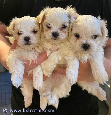 myydään maltese www.koiratori.com-ilmoitus Kaunis koiramme mila on saanut maltankoiranpentuja!pentuja on kolme. Kaksi poikaa ja yksi tyttö. Ne syntyivät 24.5.2026 ja luovutetaan 8 viikon ikäisinä eli 16.7.2026.ne rokotetaan ja madotetaan neljä kertaa ennen kuin ne saatte ????emä (mila) on 2,5-vuotias maltankoiratyttö. Hyvin kiltti ja rauhallinen koira. Hyvin perheystävällinen ja vahtii meitä hyvin koostaan ??huolimatta. Hyvin kiltti lapsille.isä (maxim) on 3-vuotias maltankoirauros. Se rakastaa halauksia ja huomiota ja on mieluiten sylissä koko ajan. Tulee toimeen kaikkien kanssa.pennut kasvavat hyvin tutussa ympäristössä. Ne ovat lasten ja muiden eläinten, kuten kissojen ja kanien, lähellä :)maltankoiranpennun kanssa tulee paljon vastuuta. Uskomme, että pennut menevät rakastavaan kotiin. Joku, joka voi antaa niille aikaa ja huomiota. Lenkkeilyä ja koulutusta. Vaikka ne ovat pieniä koiria, ne tarvitsevat myös hieman liikuntaa.jos olet kiinnostunut, lähetä viesti, niin vastaamme sinulle mahdollisimman pian????