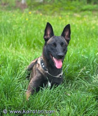 myydään malikka www.koiratori.com-ilmoitus Kolme malinois-narttua etsii uutta, vastuullista kotiaraskain mielin etsin uusia, rakastavia koteja kolmelle belgianpaimenkoira malinois -nartulleni oman asunnottomuuteni vuoksi.koirat ovat 1-, 3- ja 4-vuotiaita. Ne ovat terveitä, hyväkuntoisia ja peruskoulutettuja. Malinois on aktiivinen ja älykäs rotu, joten ne tarvitsevat kokeneen ja aktiivisen omistajan, joka pystyy tarjoamaan niille riittävästi liikuntaa, tekemistä ja johdonmukaista koulutusta.koiria ei luovuteta pienten lasten perheisiin.tärkeintä on löytää jokaiselle koiralle turvallinen, pysyvä ja rakastava koti. Kerron mielelläni lisää jokaisesta koirasta ja vastaan kysymyksiin soittamalla saa kiinni 