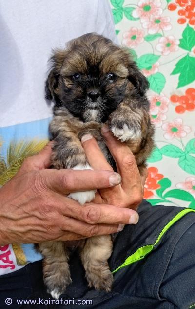 myydään shiapso www.koiratori.com-ilmoitus 21.5.2026 syntyneet seurakoirapennut yhdistelmästä shih tzu-lhasa apso. rotuyhdistelmä on allergiasoimaton, hiljainen, aikuiskooltaan n. 5kg oleva valloittava seura koira yhdistelmä. Sopii hyvin mm.lapsiperheen joukon jatkoksi tai eläkeläisen kaveriksi. pienen kokonsa ansiosta helppo mukana kuljetettava melkein minne tahansa. Turkki on pitkänä pidettäessä työläs, mutta sen voi pitää myös lyhyenä ja helppohoitoisempana. Pennut on sirutettu ja ell tarkastamat , useasti madotetut ja luovutusvalmiina uusiin koteihin 9.7.2026 alkaen. 