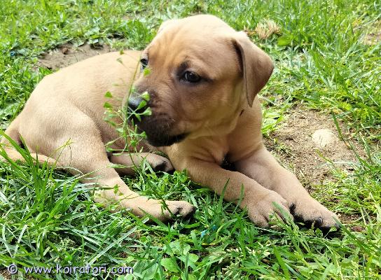 myydään rottweilermix www.koiratori.com-ilmoitus Kotia etsii vielä muutama rottweiler mix pentu. Emä amstaffi/pitbull. Vanhemmat kilttejä kotikoiria. Tottuneet lapsiin ja toisiin koiriin. Luovutus 11.7 alkaen jolloin ovat 7 vkoisia. Eläinlääkärin tarkastamia, sirutettuja ja madotettuja.varausmaksu 200€, joka vähennetään hinnasta. Varausmaksua ei palauteta, mikäli peruutus tapahtuu ostajan puolelta.